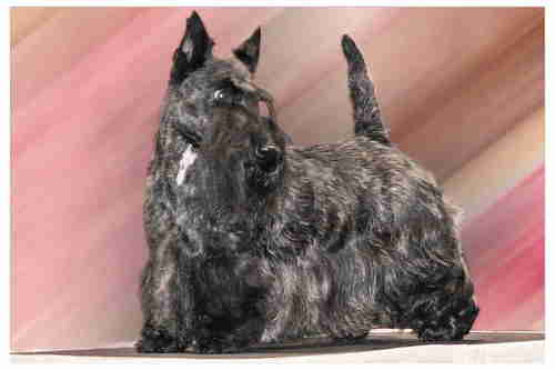 aftonscot's profile picture. 