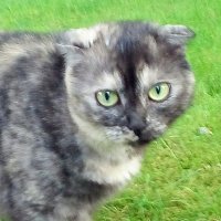 Amy Baby Cat Baumann (@baby_baumann) 's Twitter Profile Photo Amy Baby Cat Baumann (@baby_baumann) 's Twitter Profile Photo