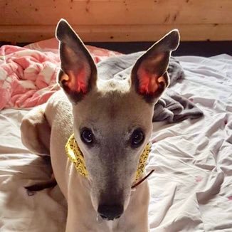 I'm a bone idol Whippet (bag of cement) love me greyhoundy mates, counter surfer, notorious sock thief, love faux fur and big beds! #houndsoftwitter