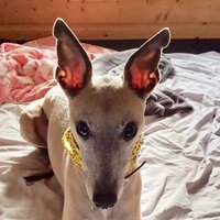 Alfie Doogles (@alfie_doogles) 's Twitter Profile
