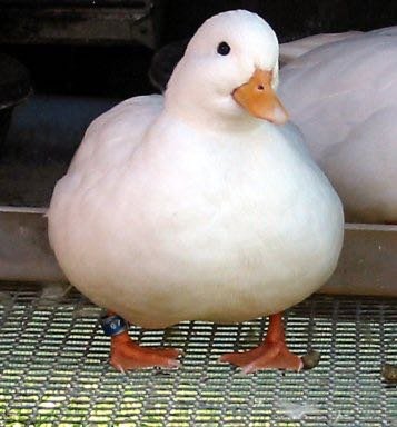 Chonk McDuck