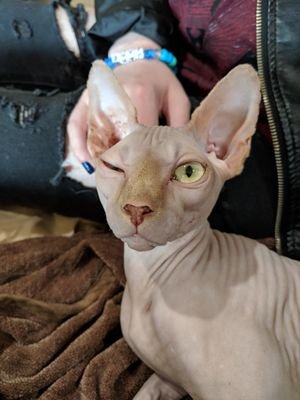 Hello, mortals. I am Nightcrawler, the hairless cryptid. I was born in Fresno, but now reside in the realm called the 'Bay Area'. Bow down to your new ruler. 👑