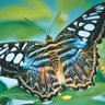 corner_elise's profile picture. Hello💫Twitter 🌟 🦋 I 😊 love all nature🌺 🐠 Beautiful🐬 photos🕊 fine foods🍤☕🥨 Real people❤Happiness☀️and Our🌼 Creator🙏 I am A Capricorn 🐐 💙 🐐 💚 💜