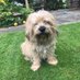 Sir Alfred’s Diary… OBE (@diaryalfred) Twitter profile photo Sir Alfred’s Diary… OBE (@diaryalfred) Twitter profile photo
