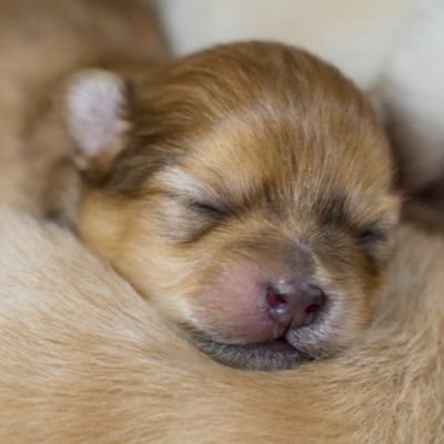 CuteStinken's profile picture. I love puppies I hope you like them to there so cute😁😁