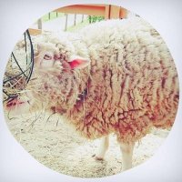 れみりあんぬ/sheeptwarp(@sumiRemy) 's Twitter Profile Photo