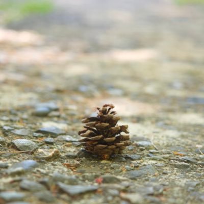 camerareon017's profile picture. 最近はほとんどiphoneで撮影。