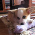 Corgimom (@liv2lovalways) Twitter profile photo Corgimom (@liv2lovalways) Twitter profile photo