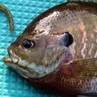 𝙽𝚊𝚐𝚒 (@fishingnagi) Twitter profile photo