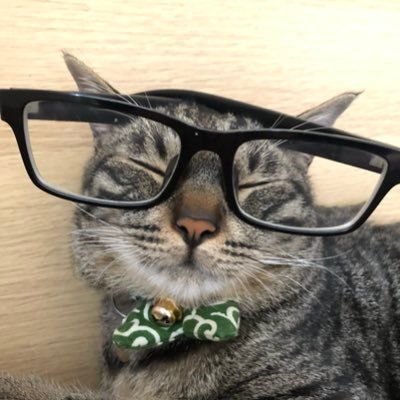 poteto_530's profile picture. 2018.5.30生まれのキジトラ♂ポテト / 2020.1.24生まれのサイベリアン(?)♀ピノ / 最近ちょっとサボり気味ですが…。みなさんに感謝しつつポテトの可愛さを配信していきます。YouTubeもやってます。ポテトで検索！