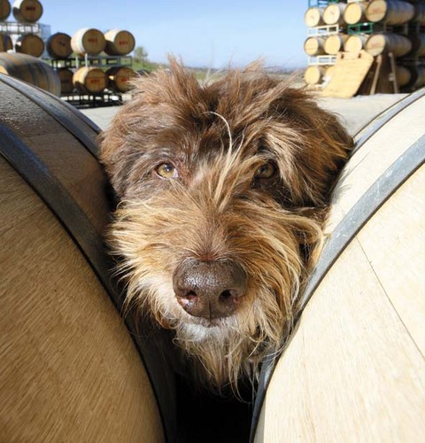 Wine Dogs is the definitive guide to dogs living and working in the vineyard, winery and tasting rooms of wineries around the globe.