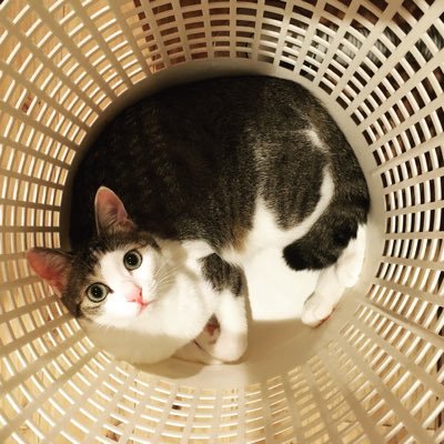 シカさんのプロフィール画像