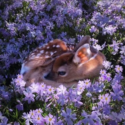 かつのり🦌🍒💜さんのプロフィール画像