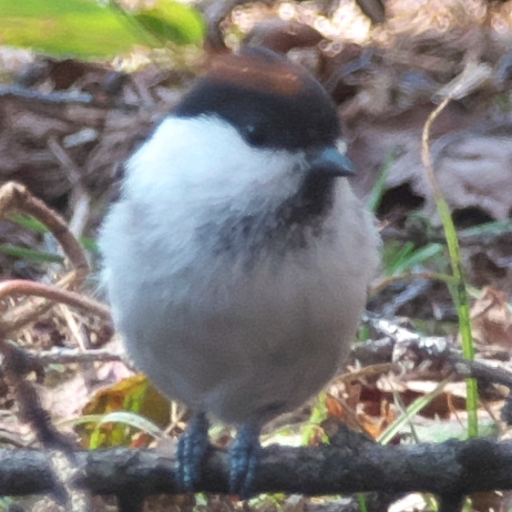 鳥好きだけど暑さ寒さと眠気に弱いなまけもの 。 I'm leaning English.My favorite things are taking photos and bird watchings.I love Iittle birds,like tits,spallows,robins...and more!