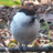 Willow_tit_O