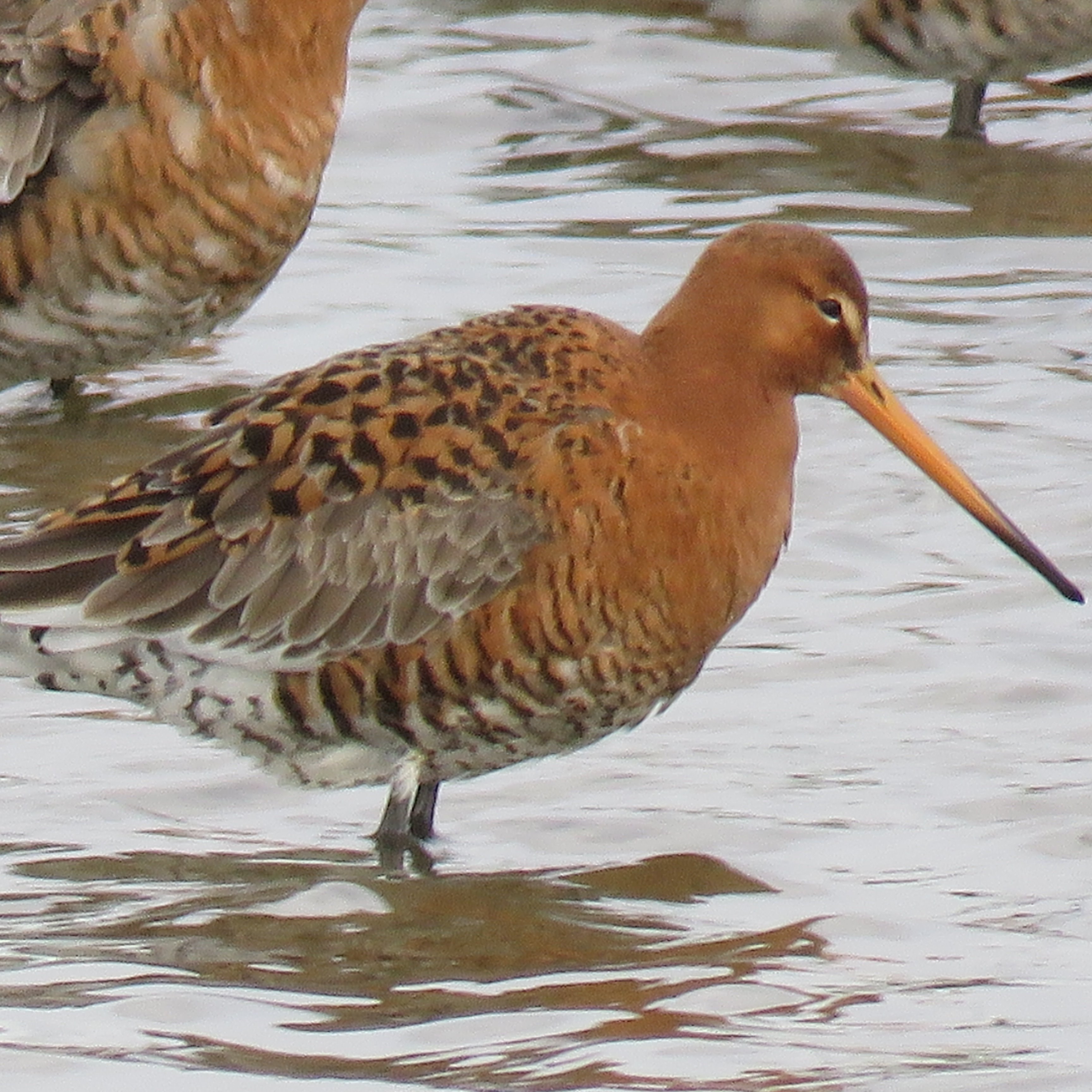 damon_smiffy's profile picture. Speedway fan, Oare Marshes birder