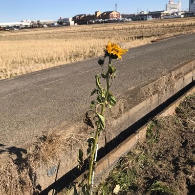 spaciousocean's profile picture. 