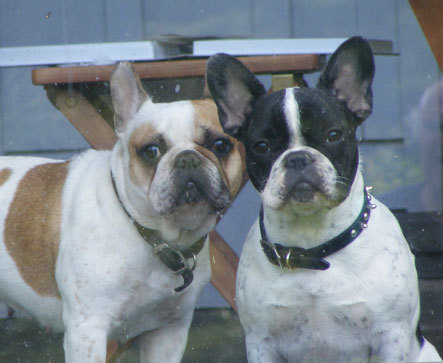 Me and my mom is 2Frenchies2cute. We love to run, lounge around and be the best French Bull dogs we can be.