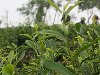 djspfair's profile picture. 自分の頭で考える。
反原発＝反核　