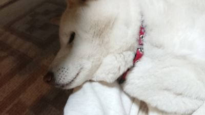 ててあかさんのプロフィール画像