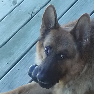 Julesofthesmile's profile picture. Made in America. God. Country. Passionate about life.#Military #BackTheBlue #2A #MAGA #KAGA Proud mom of A Military K9🇺🇸Not PC.Sarcastic Sweetness. NO LISTS❗️