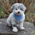 Wally (@wallysrescuedlife) (@wallytherescue) Twitter profile photo Wally (@wallysrescuedlife) (@wallytherescue) Twitter profile photo