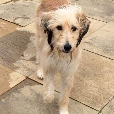 Clarey52findmy1's profile picture. Am 6years old rescueby @EGLR1
I had puppies 1O only 3days old .
🐾❤️ Happy days find my foreverhome
Lets get all rescue dogs home know 🐾