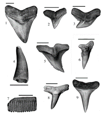 agentshark's profile picture. Sometimes literary agents don't live up to the hype. Let's help them with that.

theagentshark@gmail.com