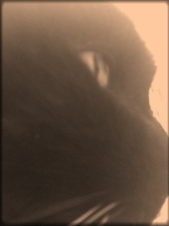 amoonshdw's profile picture. owned by a number of cats, often found haunting a library theater when not annoying a badger