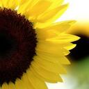 Vanessa Dunning - @Sunflowergirl36 - Twitter