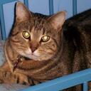 Brett Griffith - @altfalcons84 - Twitter