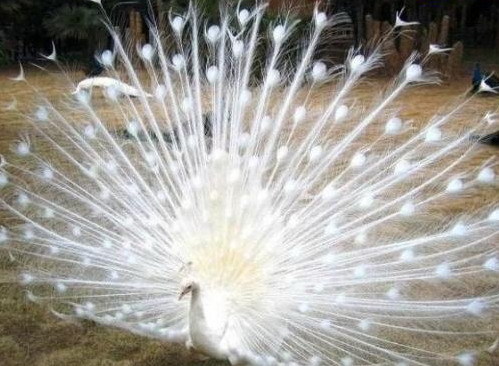 summersnow1234's profile picture. 