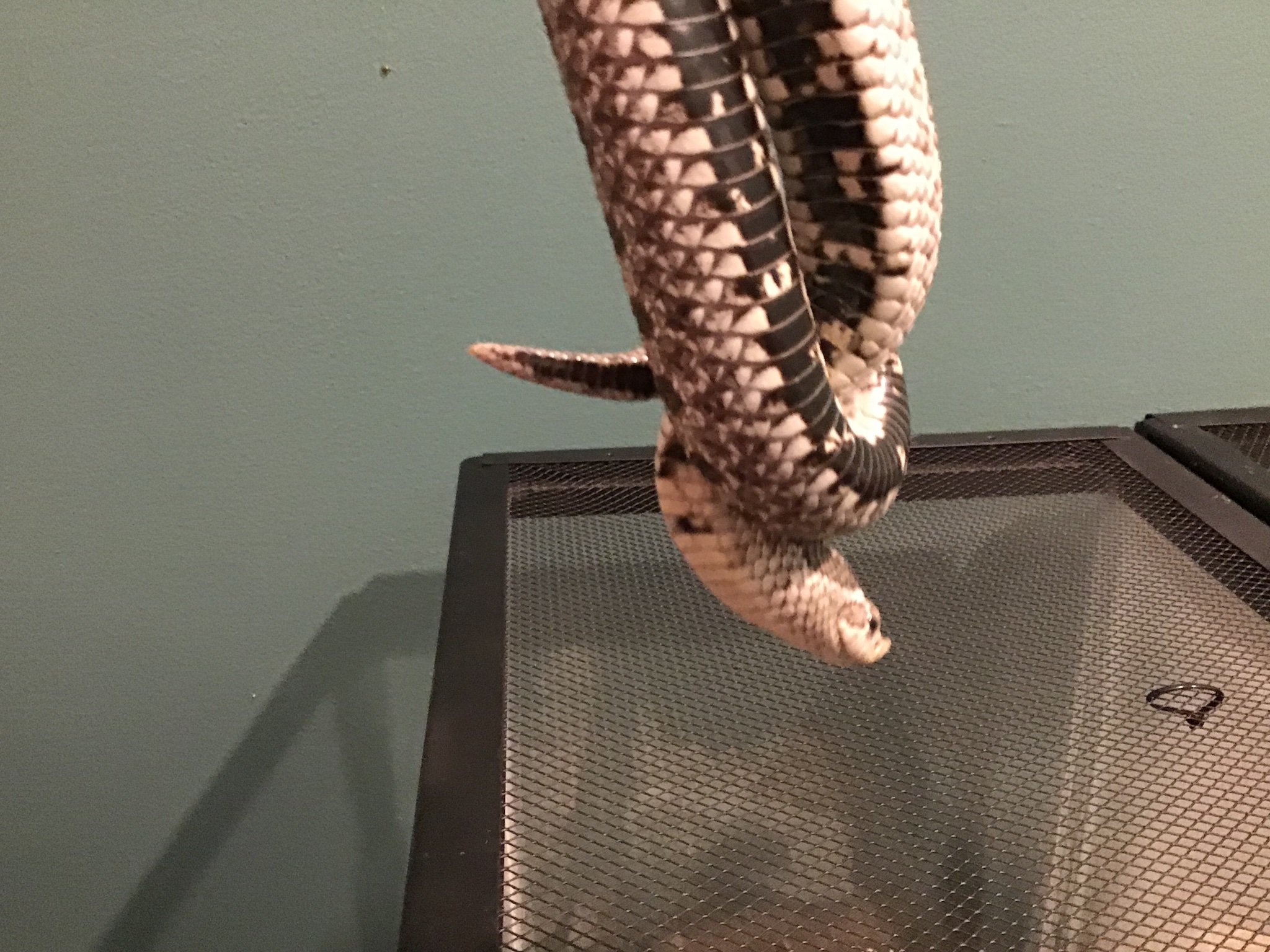 MeyRose20's profile picture. Having fun hanging out, posting thoughts and photos of danger noodles, cats, and whatever else comes to mind