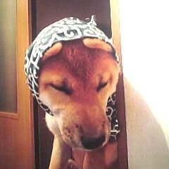 大庭 萱朗 على تويتر Chikyukun Holy 0629 来る時は 早い馬に乗って早く来て欲しい 帰る時は 遅い牛に乗ってゆっくり 少しでも長く居て欲しい と言う意味のようです