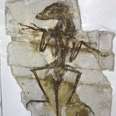 mariko_kurosu's profile picture. 中国地質大学(北京) 地球科学院古生物学コース、博士課程。ドロマエオサウルス類、ティラノサウルス類記載中。こっそりTRPG歴20年。