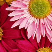 erina_lin's profile picture. Passionate by design. 19. Erina.