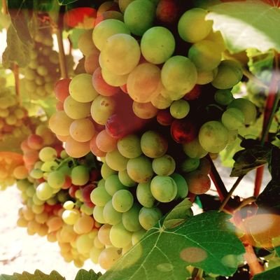 Filtering through current wines news to bring you only the best.