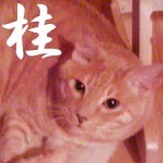 katura666's profile picture. 京本政樹と時代劇と香港映画好き。年子シスターズ母の農家の嫁。子どもが大切だから原発はいりません。汚染地帯の子どもを直ちに避難させよう！フォロー、リムーブご自由にどうぞ。http://t.co/eXMNpu1dUh