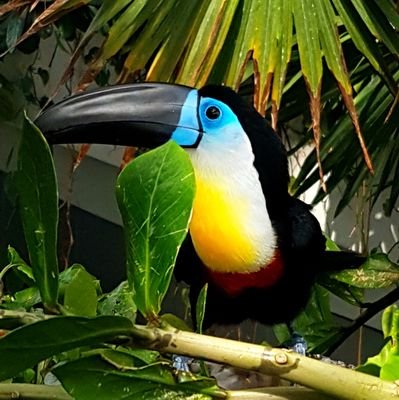 Just a toucan that works in AppSec | 👾 cybertoucan#4464 | #WiCyS