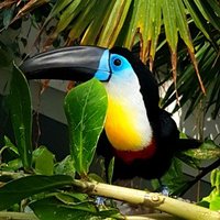 toucan (@cybertoucan) 's Twitter Profile