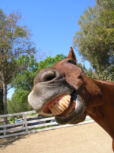 World's Smartest Horse
http://t.co/wcD75k9aNK, Author, Trainer and horse lover