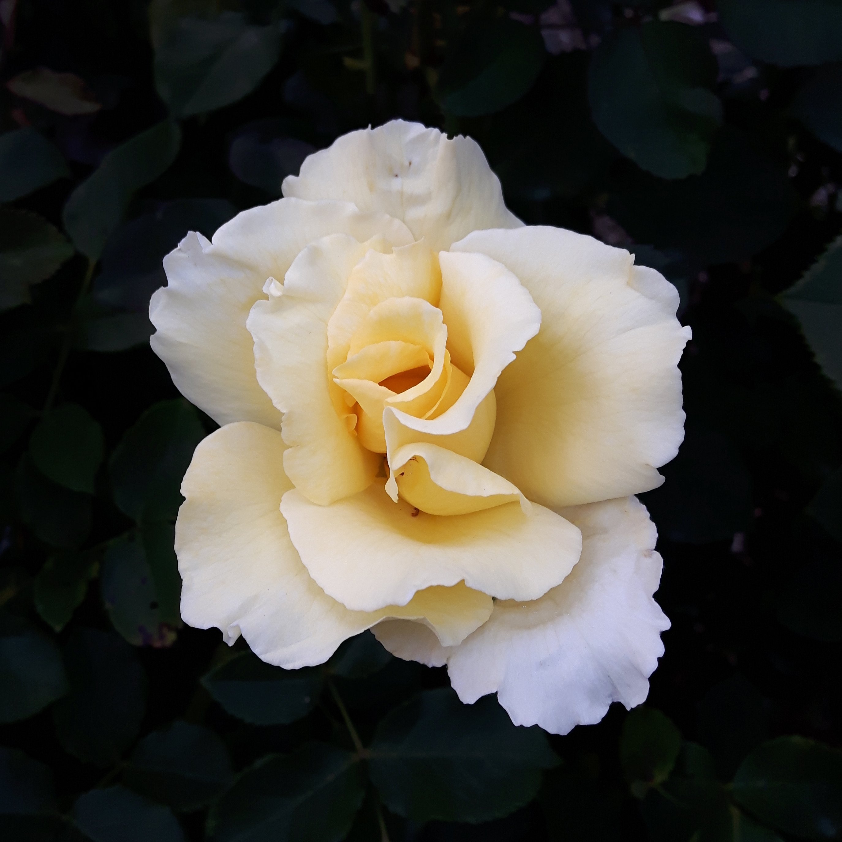 Elegant_Elation's profile picture. Student Blogger