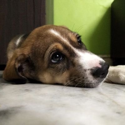 AshrithX's profile picture. You are what you search!🌐📱