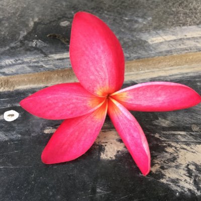 pankajppathak's profile picture. Retweets & likes are not endorsements