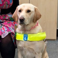 Ziggy the Guide Dog(@ziggy_guidedog) 's Twitter Profile Photo