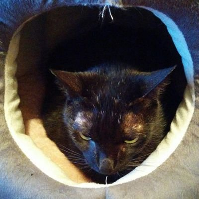 猫猫さんのプロフィール画像