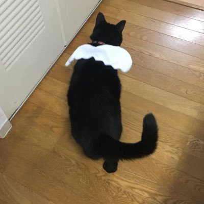dorubaruberu's profile picture. デイサービス現場職員兼相談員/#介護福祉士/近ちゃん/フェレット・猫/天然石/ガラス/アニメ・漫画/ソフビ/アートドール/波風立てず大事なものだけ大切に。