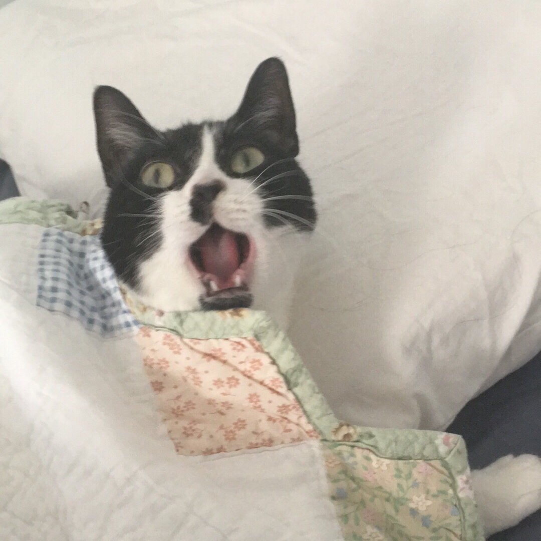 breckradical's profile picture. born-again goldstar