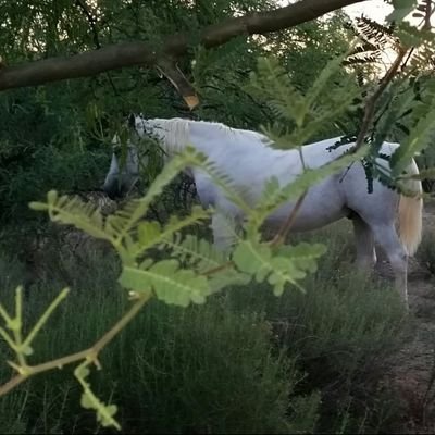 BarbaraSands9's profile picture. atheist, liberal, mom, horse trainer,  history lover 
she/her
what happened to my country