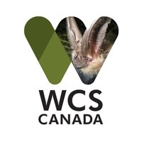 WCS Canada Bat Program 💚(@wcscanadabats) 's Twitter Profile Photo